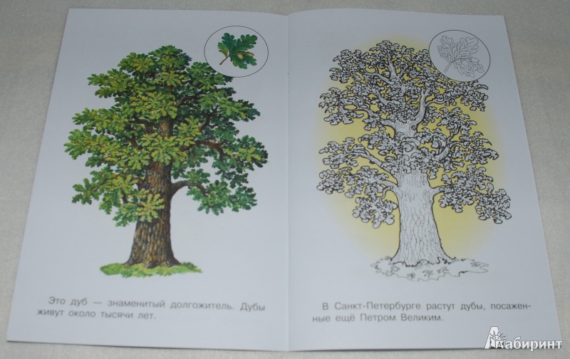 Иллюстрация 4 из 13 для Раскраска. Деревья | Лабиринт - книги. Источник: Книжный кот