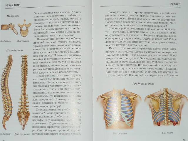 Иллюстрация 10 из 47 для Анатомия человека - Сергей Афонькин | Лабиринт - книги. Источник: Ромашка:-)
