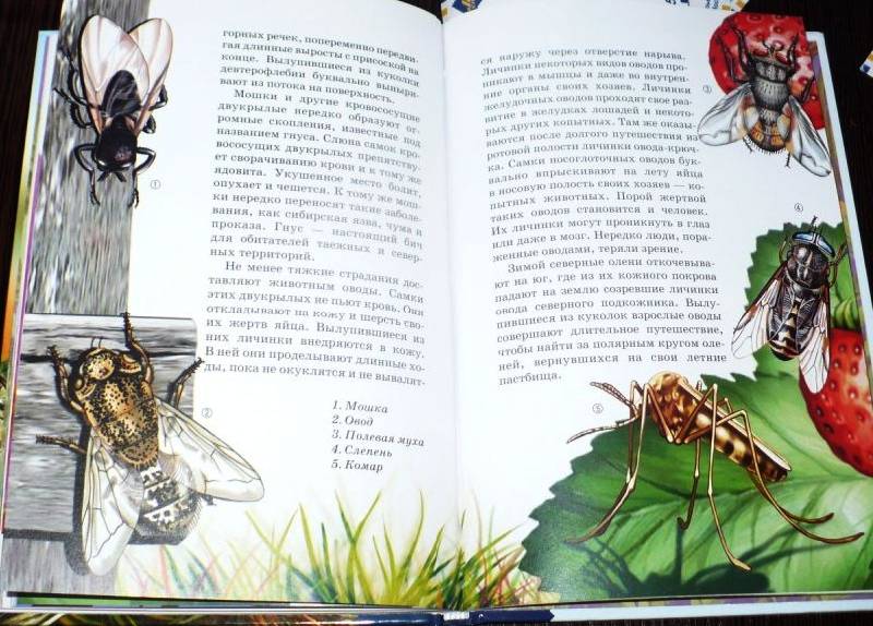 Иллюстрация 19 из 40 для Жуки и другие удивительные насекомые - Сергей Афонькин | Лабиринт - книги. Источник: -  Юлия -