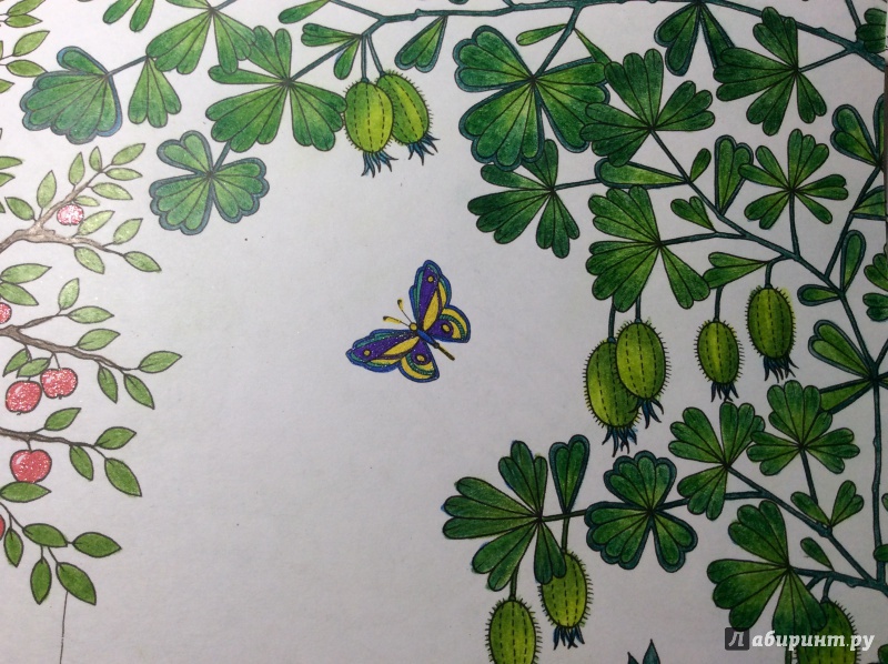 Иллюстрация 80 из 149 для Таинственный сад - Джоанна Бэсфорд | Лабиринт - книги. Источник: Лабиринт