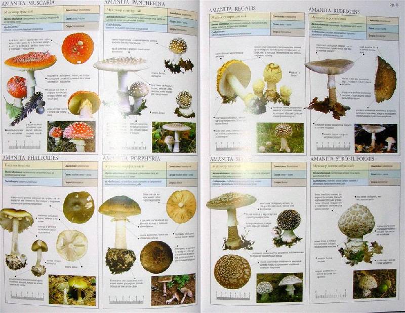 Иллюстрация 19 из 22 для Все о грибах - Пелле Янсен | Лабиринт - книги. Источник: Rocio