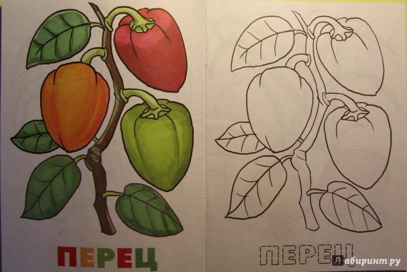 Иллюстрация 3 из 5 для Раскраска. Овощи | Лабиринт - книги. Источник: Тасиа