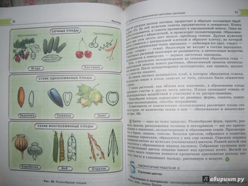 Иллюстрация 10 из 19 для Биология. 6 класс. Растения, бактерии, грибы, лишайники. ФГОС - Роза Хрыпова | Лабиринт - книги. Источник: Евгения39