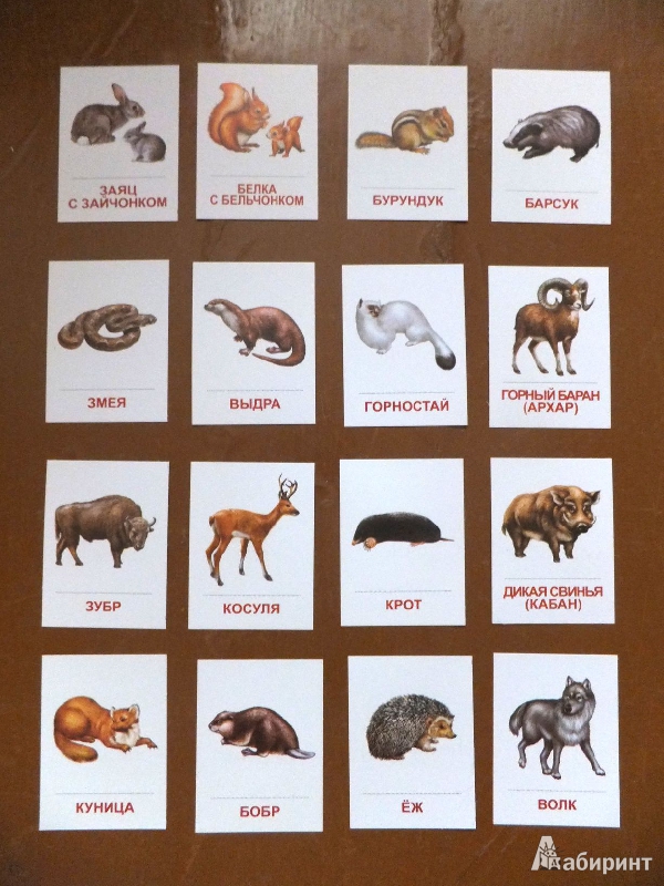Назови животное на б. Карточки "Дикие животные". Название диких животных. Названия диких животных для детей. Дикие животные названия для детей.