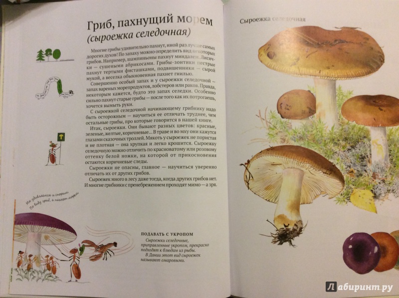 Иллюстрация 18 из 35 для Софи в мире грибов - Стефан Каста | Лабиринт - книги. Источник: Малинина  Анна Леонидовна