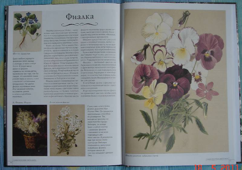 Иллюстрация 26 из 44 для Самые красивые цветы мира | Лабиринт - книги. Источник: Lisafox