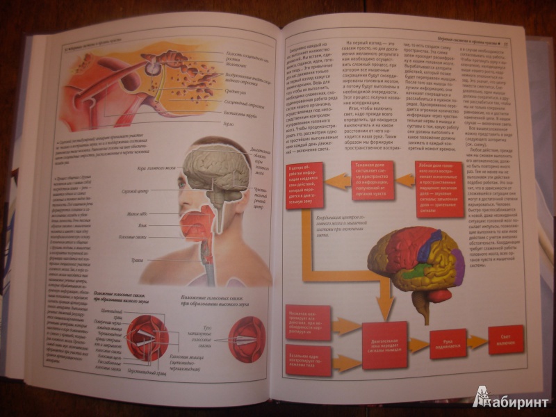 Иллюстрация 8 из 9 для Атлас анатомии человека | Лабиринт - книги. Источник: Коробов  Сергей