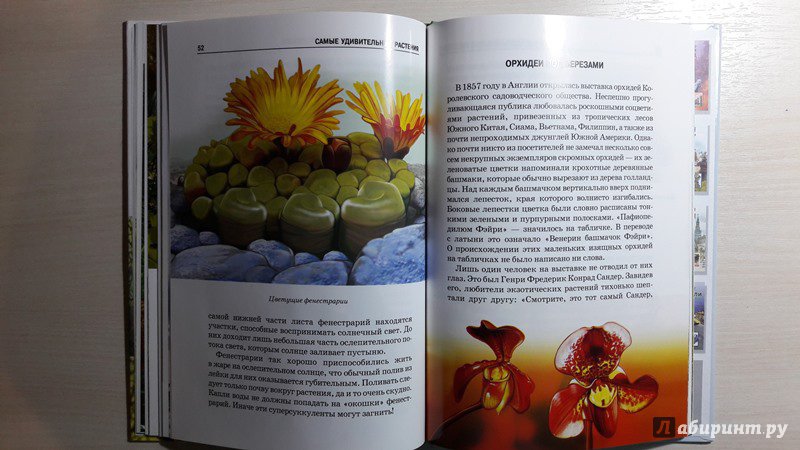 Иллюстрация 29 из 54 для Самые удивительные растения - Сергей Афонькин | Лабиринт - книги. Источник: Елена  Е.