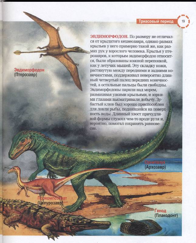 Иллюстрация 4 из 27 для Стереоэнциклопедия. Динозавры - Анна Тышко | Лабиринт - книги. Источник: РИВА