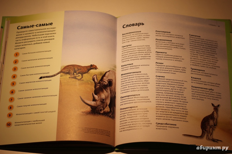 Иллюстрация 30 из 37 для Удивительный мир животных | Лабиринт - книги. Источник: AL980