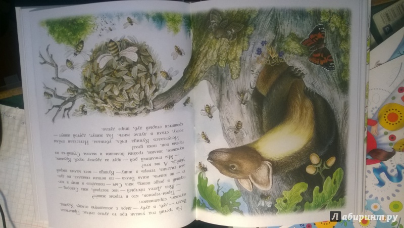Иллюстрация 7 из 36 для Сказки для детей - Виталий Бианки | Лабиринт - книги. Источник: Федченко  Юлия Викторовна