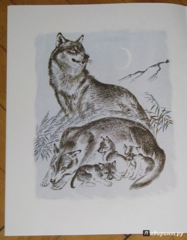 Иллюстрация 12 из 34 для Как лиса в лесу живёт - Вера Чаплина | Лабиринт - книги. Источник: Штерн  Яна
