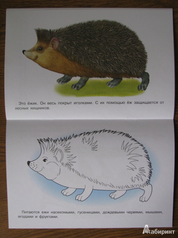 Иллюстрация 7 из 26 для Раскраска "Лесные животные" | Лабиринт - книги. Источник: Tulpu