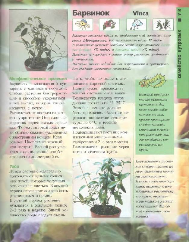 Иллюстрация 15 из 46 для Лучшие комнатные растения - Моисей Миллер | Лабиринт - книги. Источник: Юта