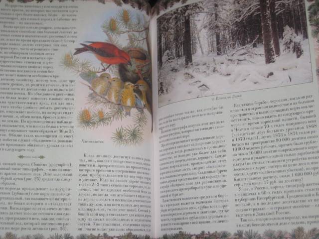 Иллюстрация 32 из 33 для Беседы о русском лесе - Дмитрий Кайгородов | Лабиринт - книги. Источник: ТОЧКА