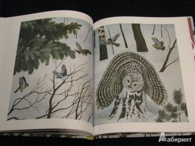 Иллюстрация 45 из 49 для Лесные разведчики - Виталий Бианки | Лабиринт - книги. Источник: Nemertona