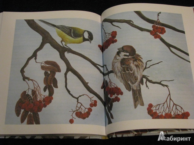 Иллюстрация 48 из 49 для Лесные разведчики - Виталий Бианки | Лабиринт - книги. Источник: Nemertona