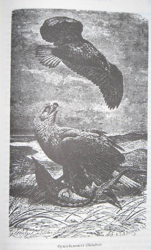 Иллюстрация 6 из 7 для Жизнь животных. В трех томах. Том 2: Птицы - Альфред Брэм | Лабиринт - книги. Источник: Читательница