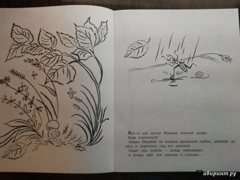 Иллюстрация 8 из 15 для Под грибом - Владимир Сутеев | Лабиринт - книги. Источник: Gewdron