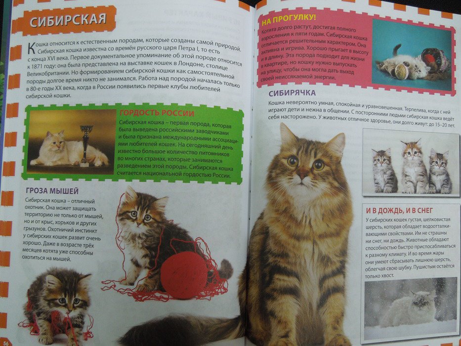 Иллюстрация 18 из 24 для Кошки и котята | Лабиринт - книги. Источник: Королева  Кристина