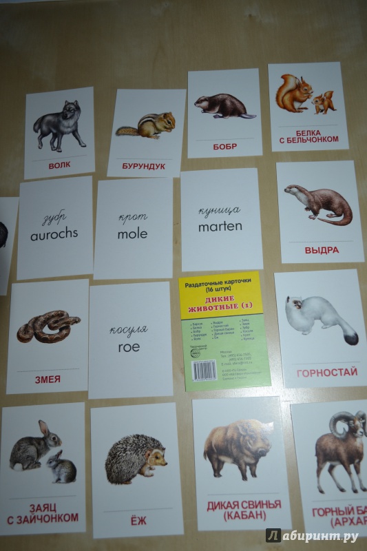 Иллюстрация 4 из 22 для Раздаточные карточки "Дикие животные -1" (16 карточек) | Лабиринт - книги. Источник: Haruka Sudzumia