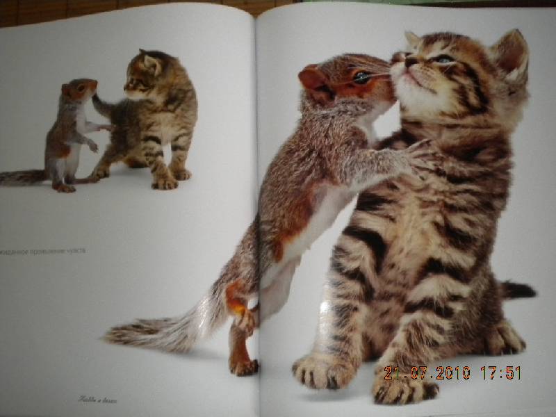 Иллюстрация 18 из 30 для Жизнь кошек - Джейн Бартон | Лабиринт - книги. Источник: Девушка с кошкой