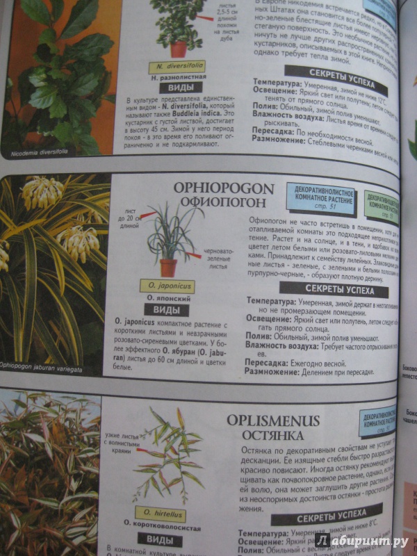 Иллюстрация 12 из 31 для Все о комнатных растениях - Дэвид Хессайон | Лабиринт - книги. Источник: Лабиринт