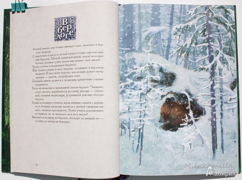 Иллюстрация 62 из 69 для Год в лесу - Иван Соколов-Микитов | Лабиринт - книги. Источник: Букландия