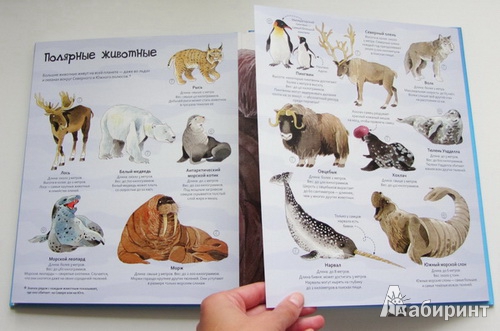 Иллюстрация 9 из 14 для Большая книга о больших животных. Для детей от 4 лет | Лабиринт - книги. Источник: priTA