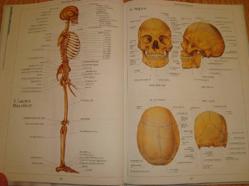 Иллюстрация 37 из 58 для Атлас анатомии человека | Лабиринт - книги. Источник: Константин Александрович