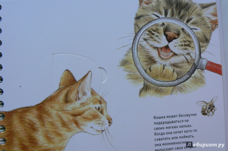 Иллюстрация 16 из 32 для Кошки - Патрисия Меннен | Лабиринт - книги. Источник: Марина