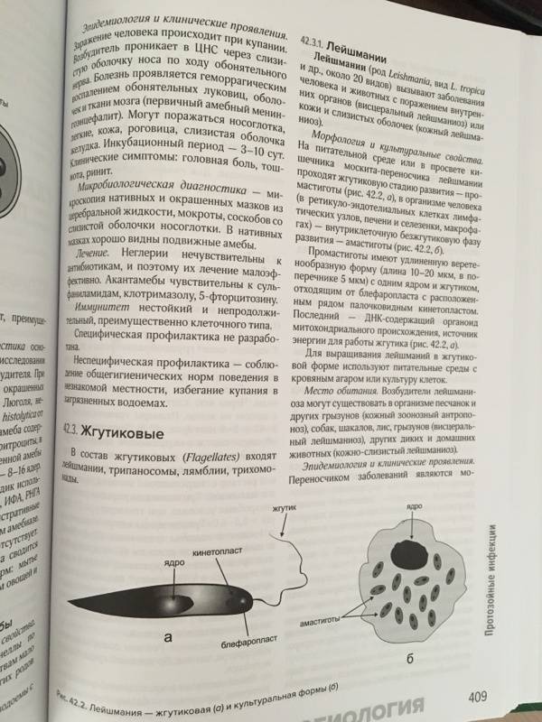 Иллюстрация 36 из 40 для Медицинская микробиология и иммунология. Учебник - Мальцев, Пашков | Лабиринт - книги. Источник: Игра:)