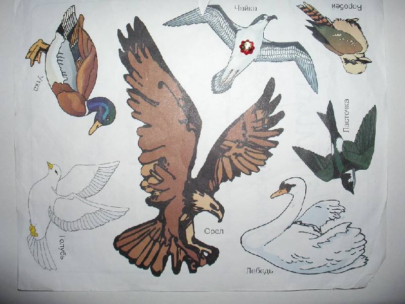 Иллюстрация 3 из 11 для Трафарет пластмассовый. Птицы | Лабиринт - игрушки. Источник: Tiger.