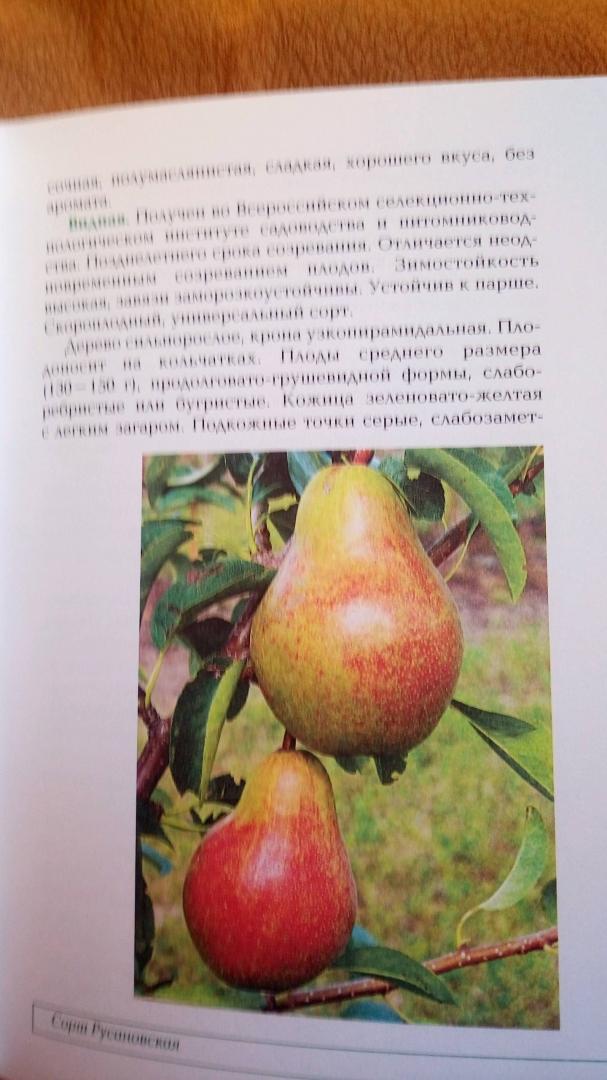 Иллюстрация 6 из 6 для Плодовые деревья: Лучшие сорта - Немичева, Ярушников, Чигрин | Лабиринт - книги. Источник: Наталья
