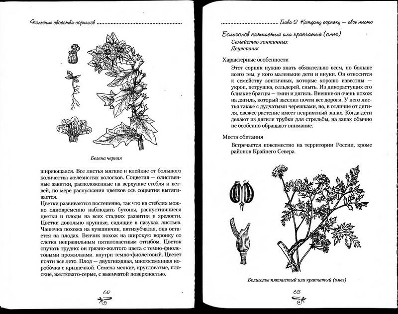 Иллюстрация 16 из 38 для Полезные свойства сорняков - Нелли Кислова | Лабиринт - книги. Источник: Ялина