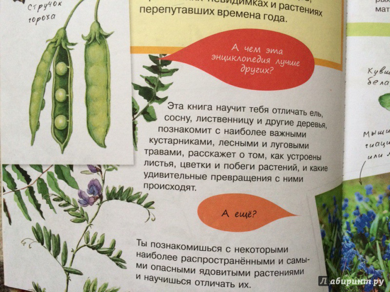 Иллюстрация 16 из 20 для Растения - Петр Волцит | Лабиринт - книги. Источник: Алинкин