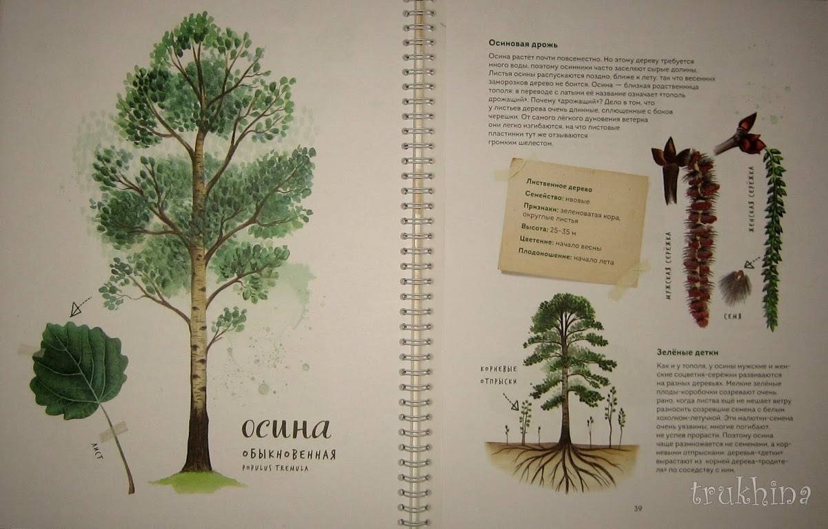 Иллюстрация 96 из 126 для Мой гербарий. Листья деревьев - Анна Васильева | Лабиринт - книги. Источник: Трухина Ирина