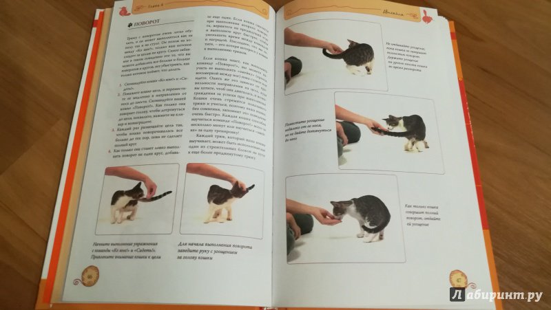Иллюстрация 24 из 32 для Дрессируем кошку за 10 минут - Мириам Филдс-Бабино | Лабиринт - книги. Источник: Натаly