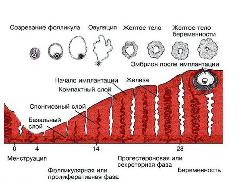 Фолликулярная овуляция. Маточный цикл менструационного цикла. Маточный цикл фазы схема. Маточный цикл 4 фазы схема. Фазы менструационного цикла эндометрия.
