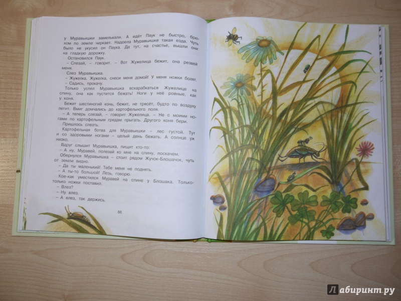 Иллюстрация 7 из 34 для Как муравьишка домой спешил - Виталий Бианки | Лабиринт - книги. Источник: Юлия