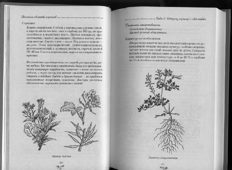 Иллюстрация 36 из 38 для Полезные свойства сорняков - Нелли Кислова | Лабиринт - книги. Источник: Юта