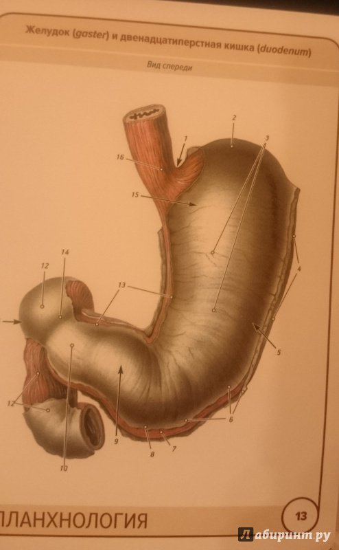 Иллюстрация 18 из 31 для Анатомия человека. Спланхнология. Карточки (49 шт.) - Сапин, Николенко, Тимофеева | Лабиринт - книги. Источник: Лабиринт