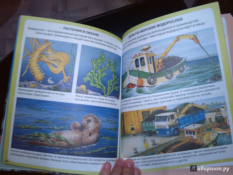 Иллюстрация 23 из 45 для Тайны моря | Лабиринт - книги. Источник: Lirika777