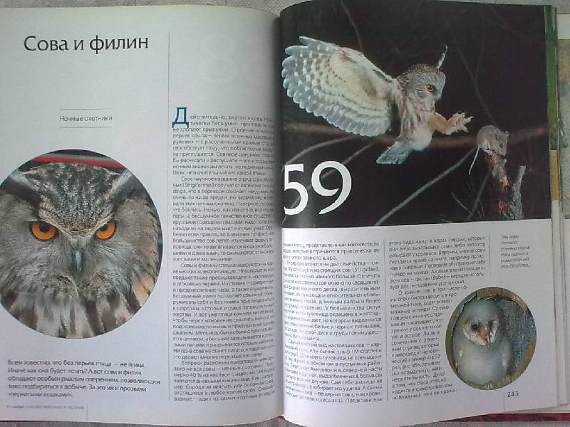 Иллюстрация 49 из 51 для 77 самых опасных животных и растений | Лабиринт - книги. Источник: н.в.а.