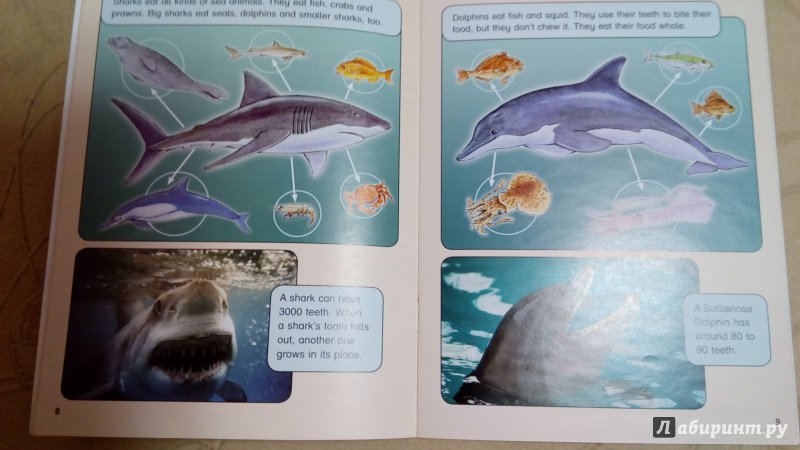 Иллюстрация 4 из 5 для Sharks & Dolphins. Dolphins Rescue. Level 6 - Donna Shaw | Лабиринт - книги. Источник: Грошева  Надежда