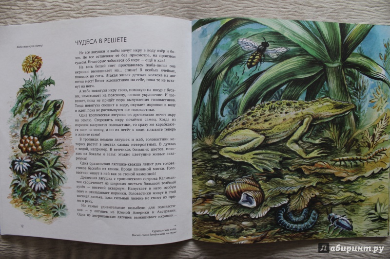 Иллюстрация 60 из 74 для Земноводные - Николай Сладков | Лабиринт - книги. Источник: По страницам детских книг