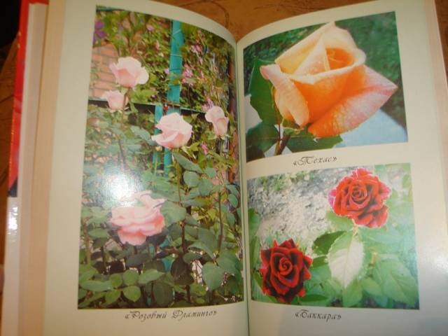 Иллюстрация 7 из 9 для Выращиваем шикарные розы - это непросто! - Любовь Мовсесян | Лабиринт - книги. Источник: Анна Викторовна