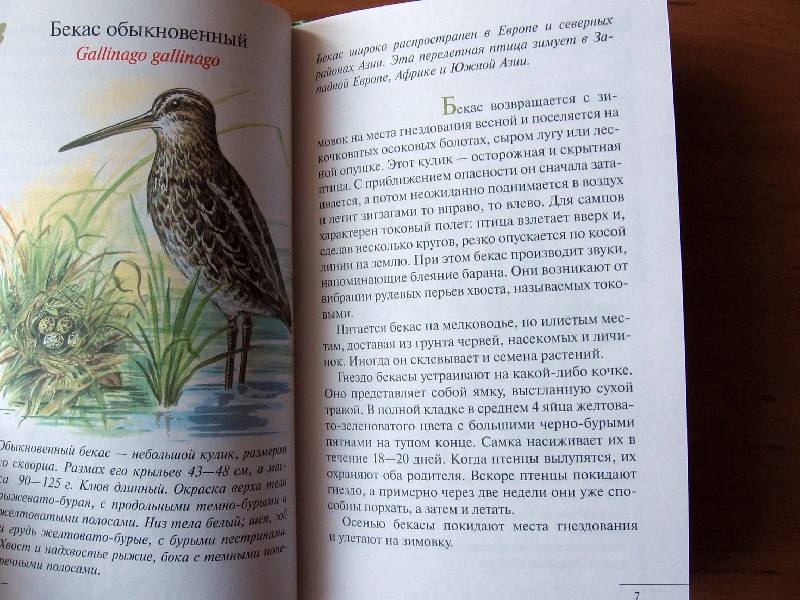 Иллюстрация 2 из 12 для Атлас: Животные луга (3906) - Бровкина, Сивоглазов | Лабиринт - книги. Источник: Red cat ;)