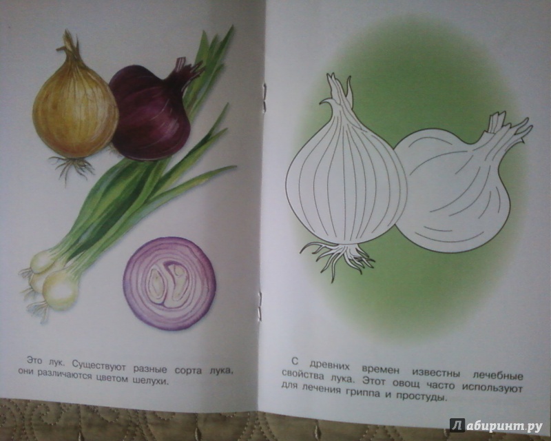 Иллюстрация 5 из 19 для Раскраска "Овощи" | Лабиринт - книги. Источник: Родионова  Надежда