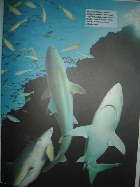 Иллюстрация 6 из 10 для Акулы и скаты - Витус Дрешер | Лабиринт - книги. Источник: Настёна